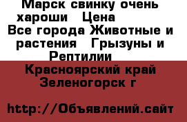 Марск свинку очень хароши › Цена ­ 2 000 - Все города Животные и растения » Грызуны и Рептилии   . Красноярский край,Зеленогорск г.